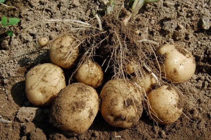 감자 재배 심는간격 상토 선택 배수 관리_3