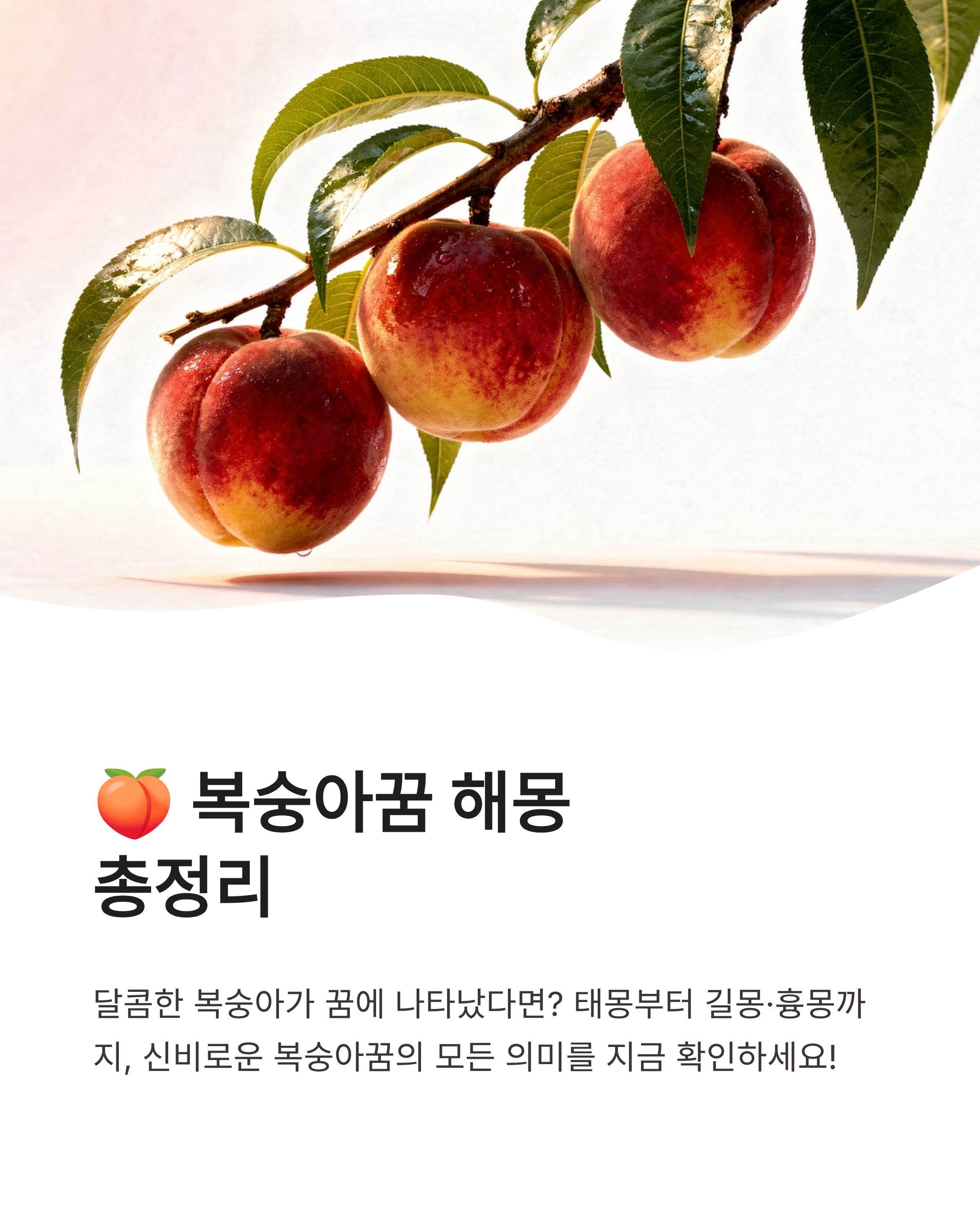복숭아꿈 해몽 태몽 종류별 상황별 무료 꿈풀이 총정리