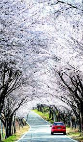 경상남도 사천 선진리왜성 벚꽃 명소 베스트 5 벚꽃시기 만개시기 드라이브 코스