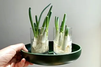 텃밭 대파 키우는 법 토양 북주기 웃거름 병해 예방_2