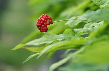 홍삼 효능 및 영양성분, 주의점