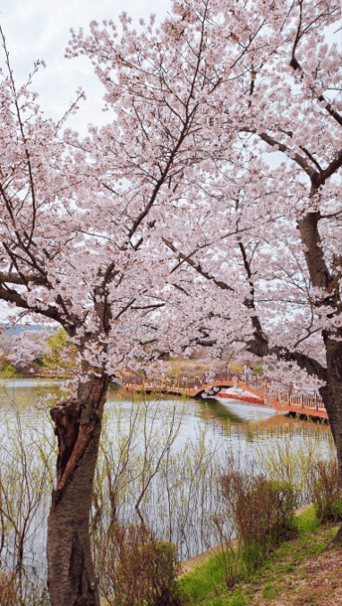 경주 벚꽃 개화 시기 및 축제 및 명소와 관련된 사진