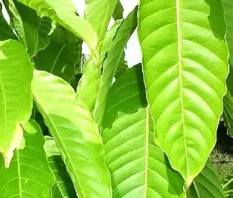 바나바 잎