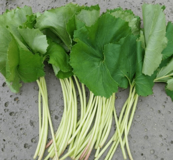 머위나물 보관법 삶는법 요리법 및 열매 효능 알아보기
