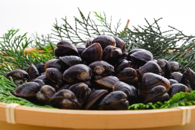 타우린-함유-음식-굴-문어-홍합