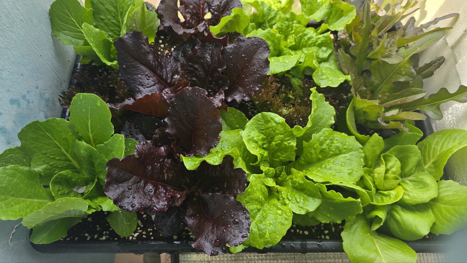 아파트에서 채소 키우기: 집에서도 쉽게 시작하는 도시농업