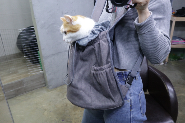냥이