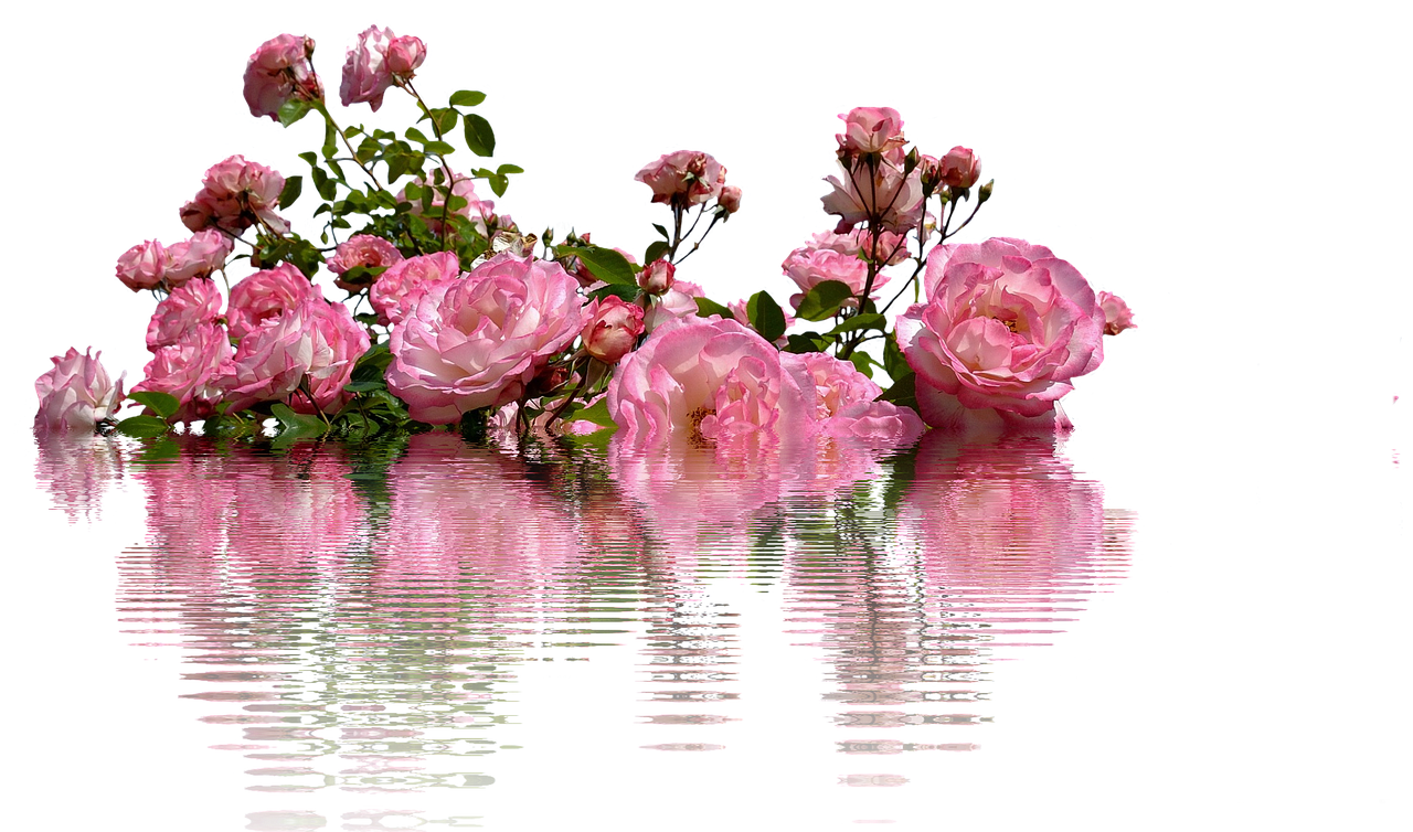 중랑서울장미축제