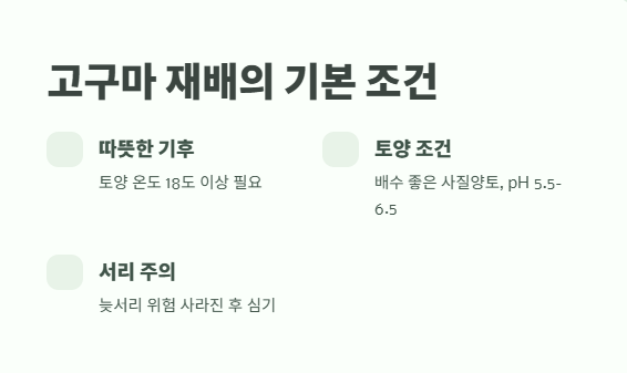 고구마 심는 시기 알아보기 2