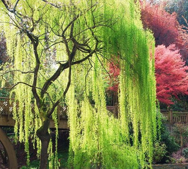 꽃과 버드나무에서 유래된 화류계
