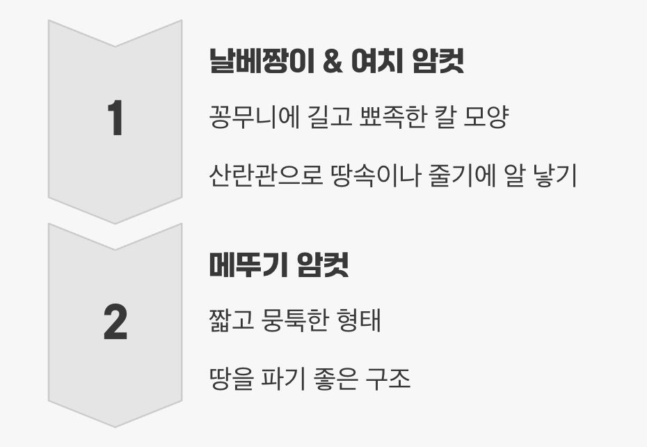 암컷의 숨겨진 무기&amp;#44; 산란관