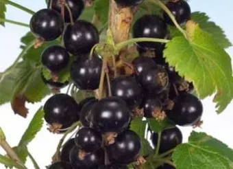 블랙커런트 재배 전정 관리 통풍 확보 병해 줄이기_7