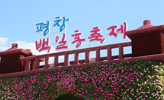 2025 평창 백일홍 축제 일정·공연 프로그램 총정리 관련이미지