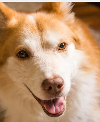 반려동물 장례준비