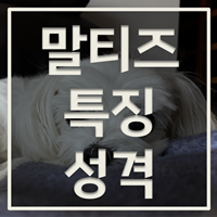 말티즈 특징