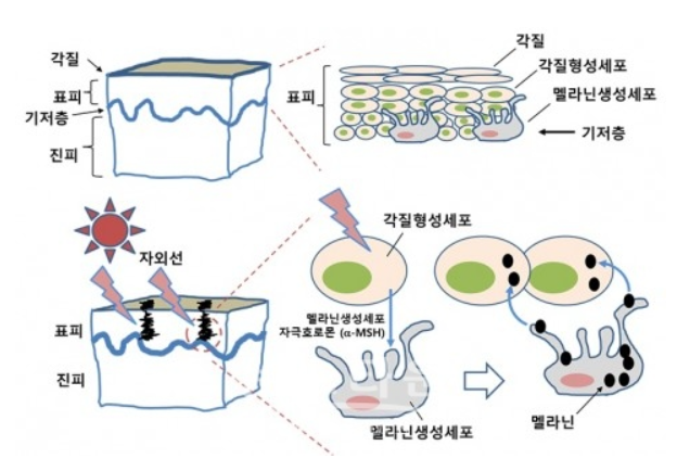멜라토닝 크림