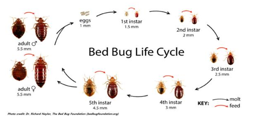 빈대3