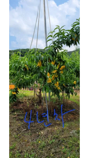 복숭아 나무 한살이 시기_18