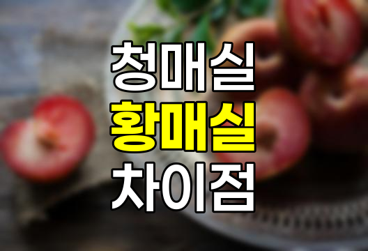 청매실과 황매실, 차이점, 구별법, 수확시기, 보관 방법 완벽 정리