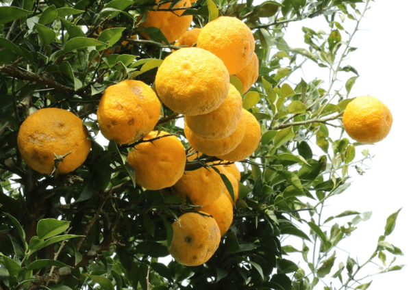 감기예장방과 유자차, 유자나무