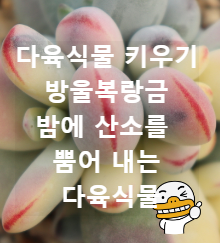 다육식물 키우기 방울복랑금 밤에 산소를 뿜어 내는 식물