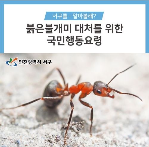붉은불개미 대처 - 국민행동요령