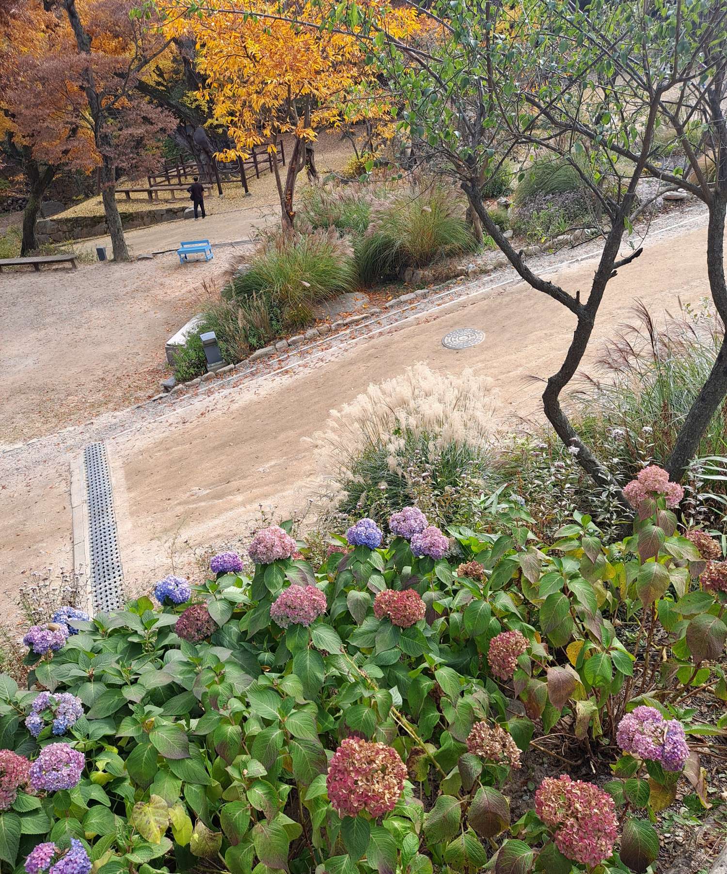 수국들이 보이다