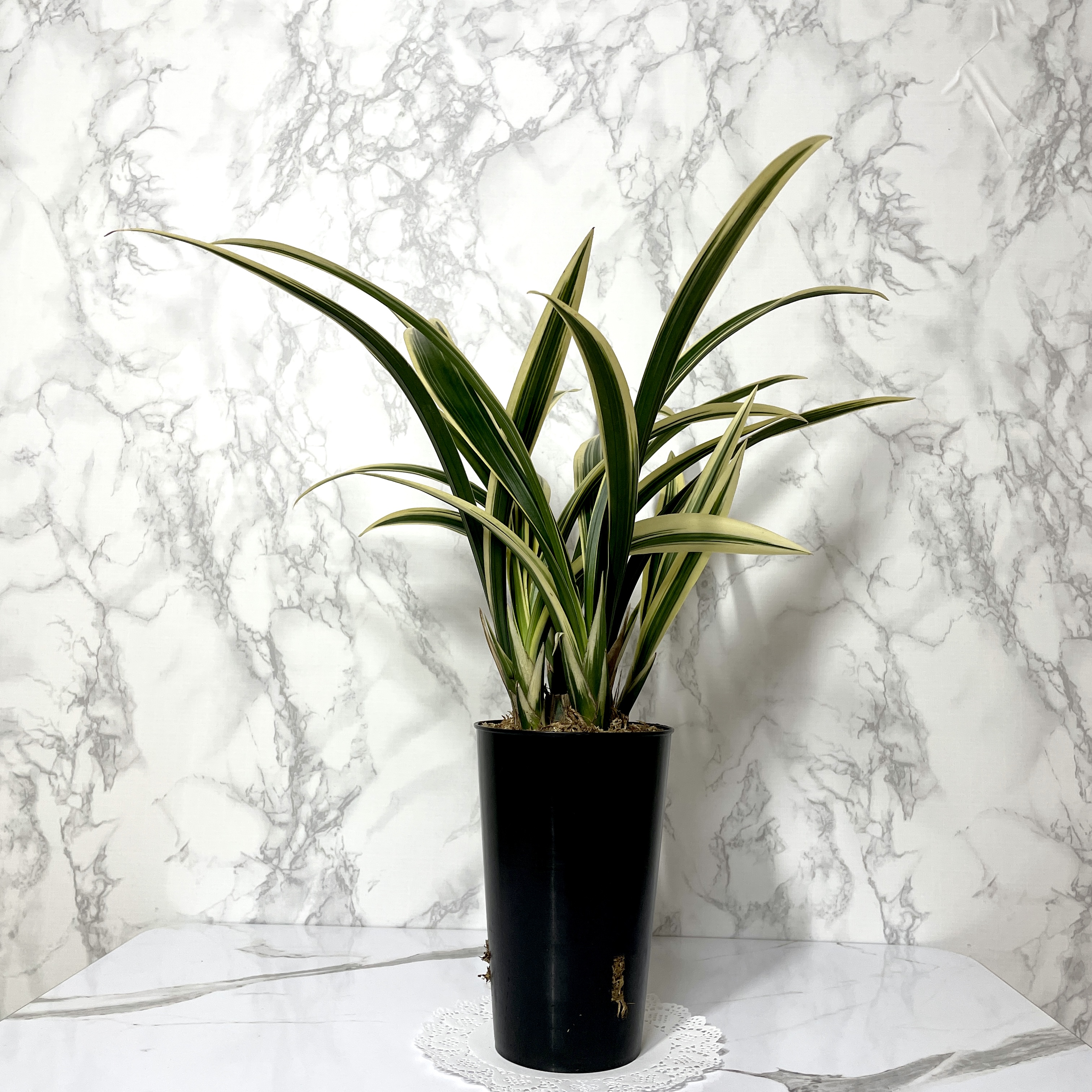 동양 난 키우는 방법 물 주는 방법