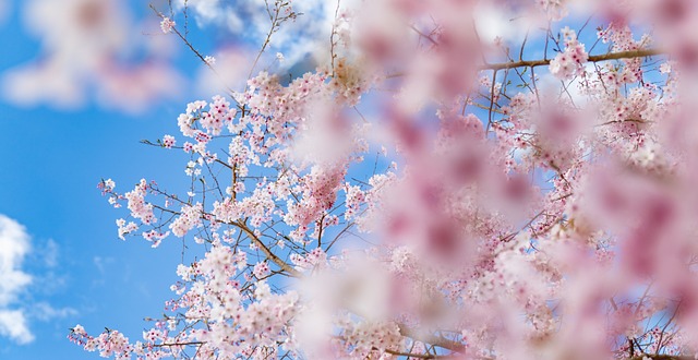 봄철-꽃이핀-풍경-이미지