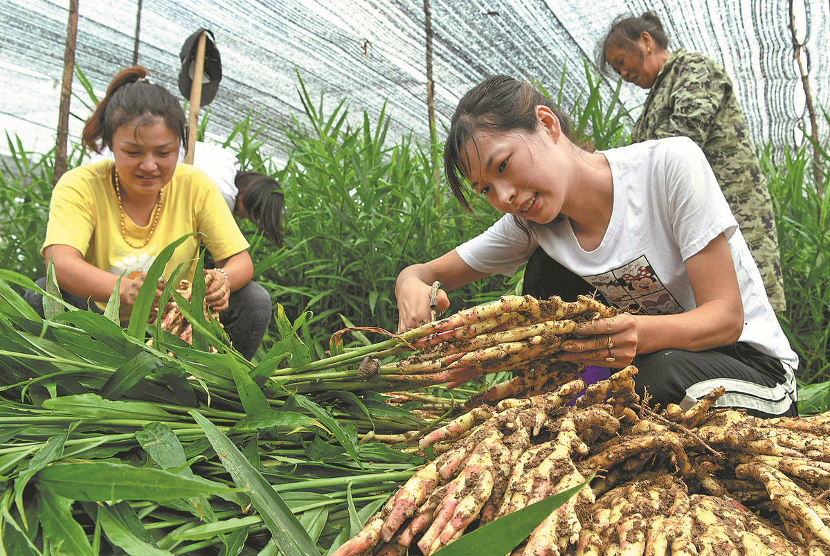 생강 수확 시기