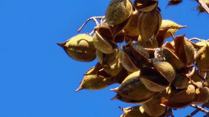 오동나무 열매 , 오동삭과( 梧桐蒴果) , 포동과(泡桐果)
