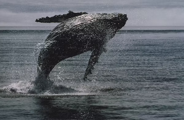 향유고래 관련 이미지