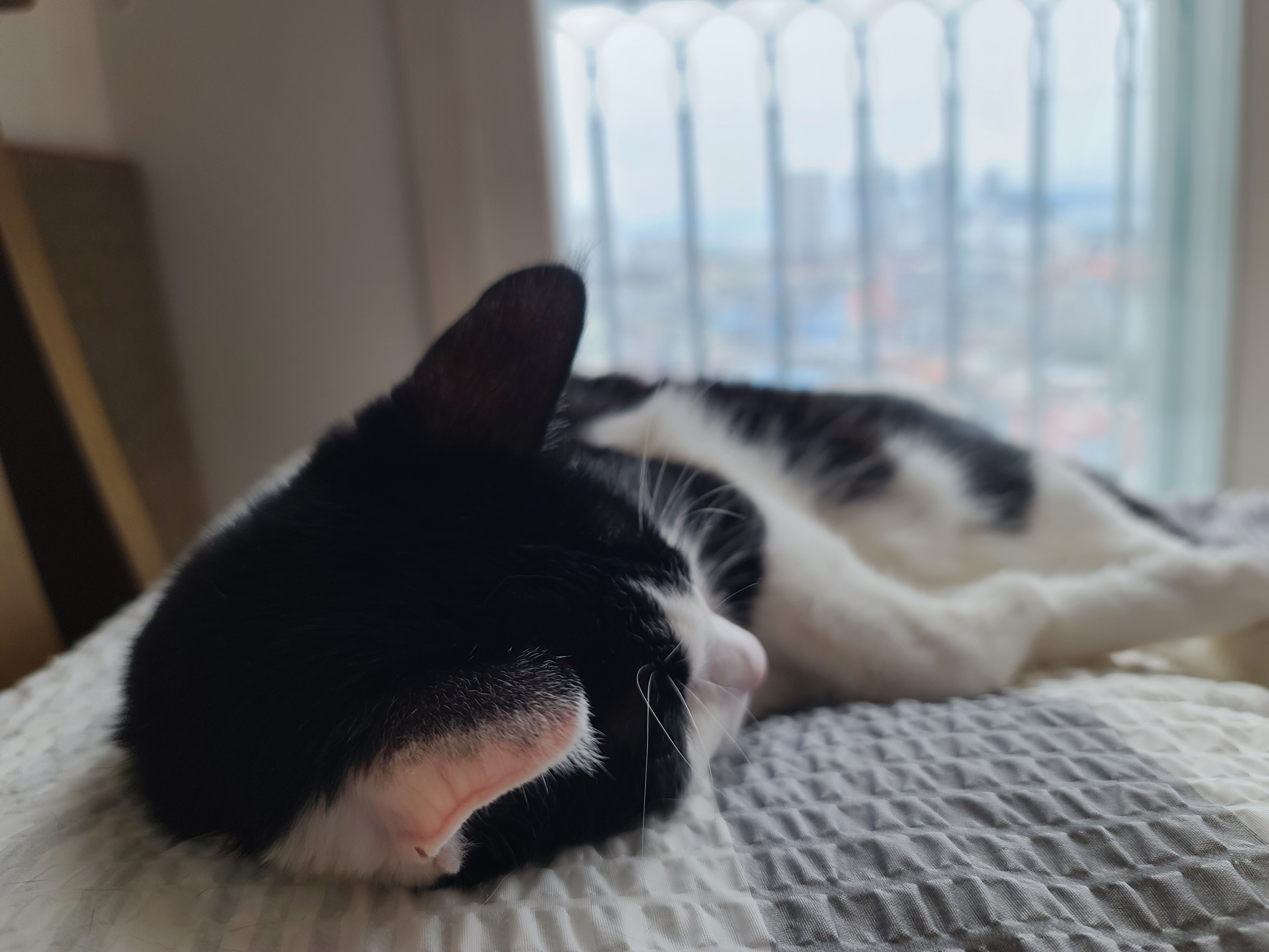 곤히 자고 있는 두리를 깨웠다.