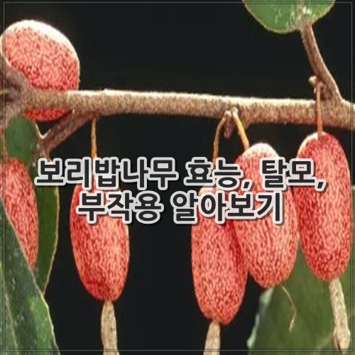 보리밥나무 효능, 탈모, 부작용 알아보기