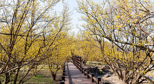 구례 산수유축제