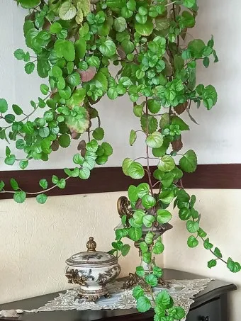 아이비 물주기 수경재배 삽목번식 빛관리 초보도 금방 성공_3