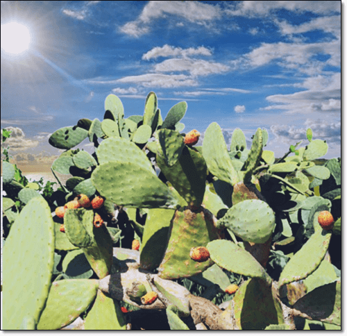 백년초 열매 효능 부작용 먹는 법과 주의점