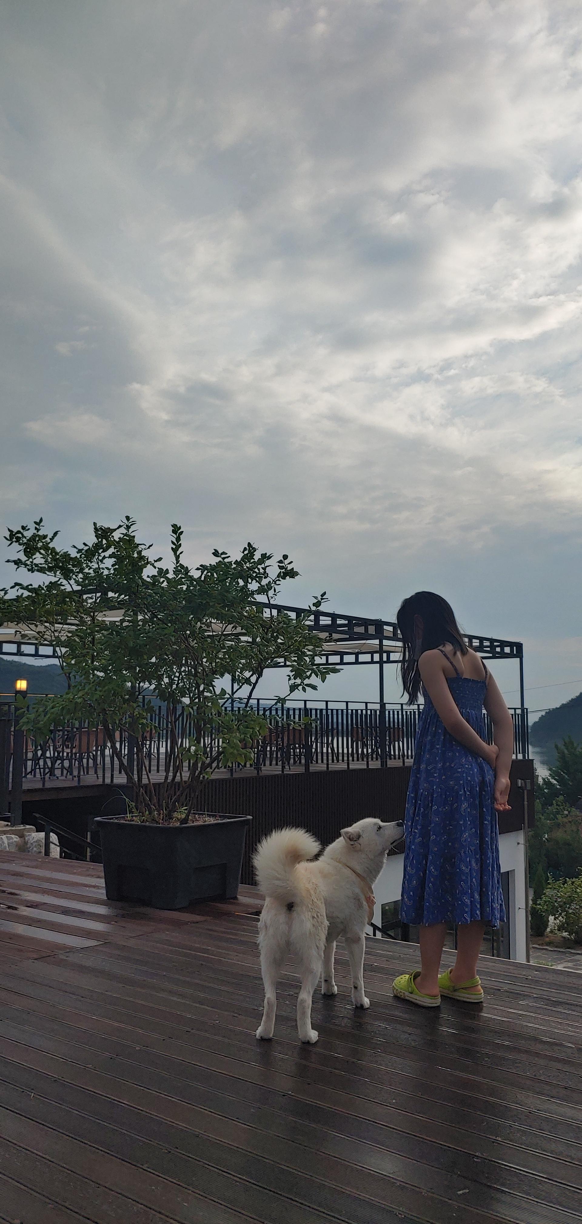 카페 달밤 강아지 모습