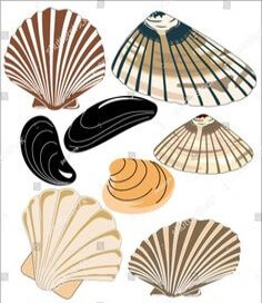 가리비-다양한-조개