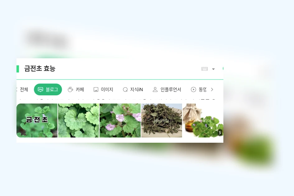금전초 효능_1_subsection