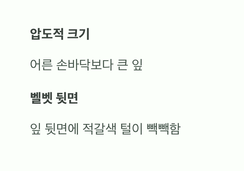 세 번째, 압도적 존재감 '태산목의 벨벳 잎'