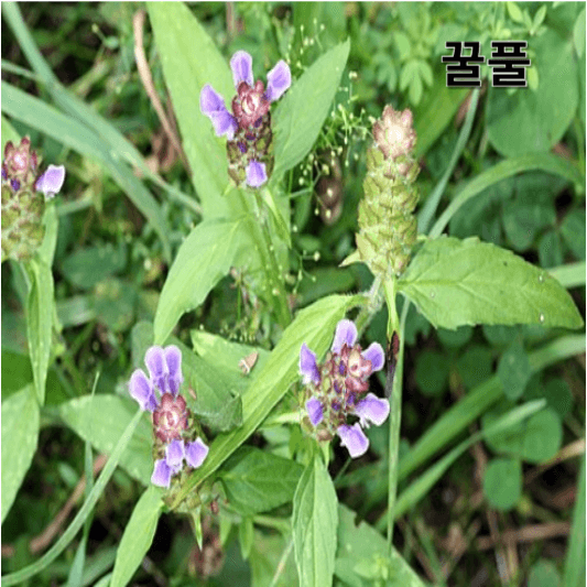 꿀풀의 영양소 및 효능, 채취방법, 요리 레시피