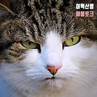 강아지-고양이-쫓아내는-꿈-cat-dog