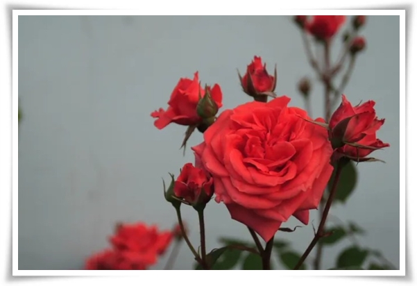 화초 &quot;월계화&quot; 봄부터 가을까지, 장미인 듯 장미 아닌 향기로운 꽃의 여왕!