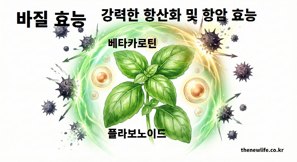 암세포 발생을 억제하고 활성산소를 제거하는 강력한 항산화 작용의 바질 효능 그래픽