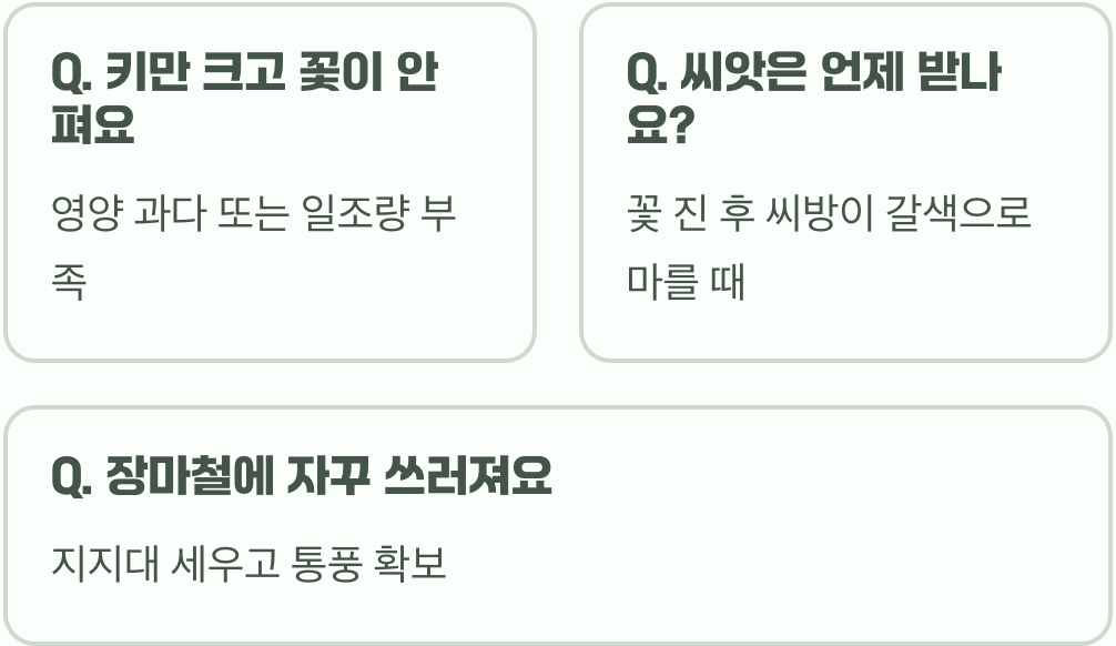 코스모스 씨앗 파종 시기와 방법, 발아율 100% 높이는 꿀팁 대공개