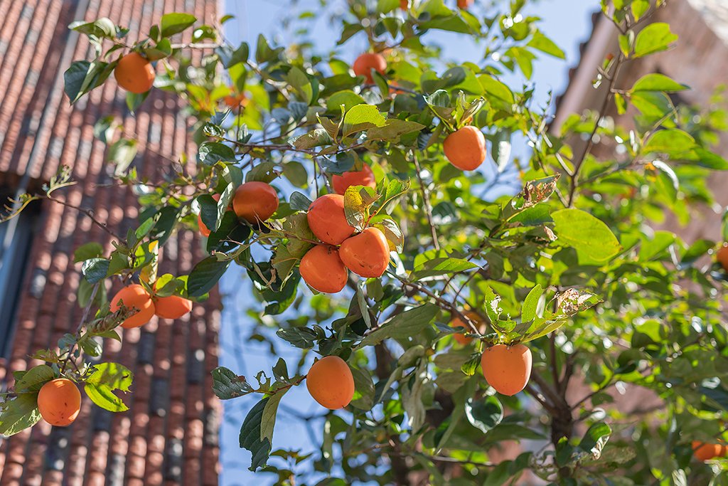 혜화문
성북동
한양도성길
백악구간
서울여행
서울단풍
가을단풍
단풍
감