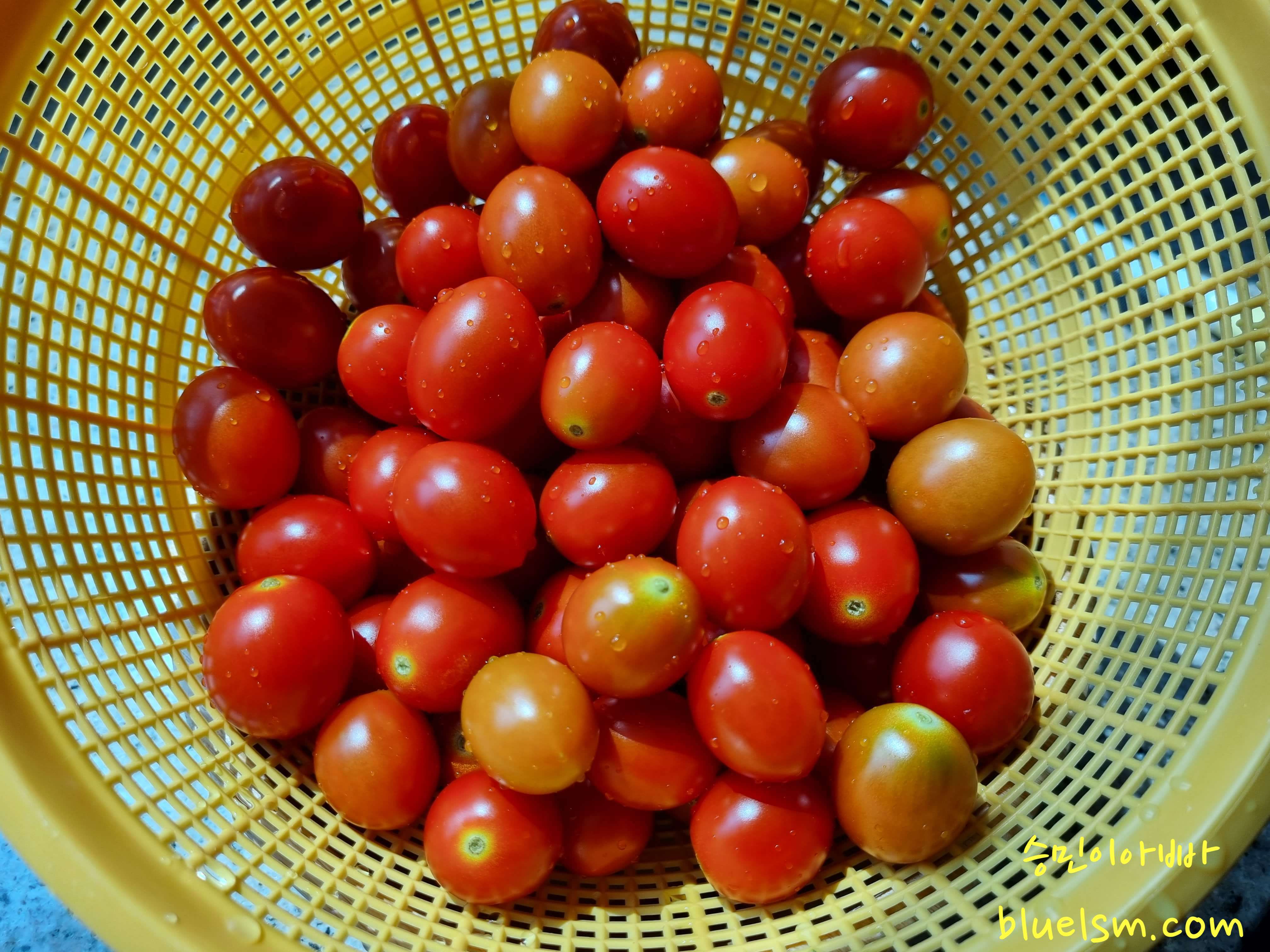 방울토마토 색깔별 효능