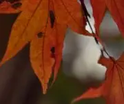 가을 단풍 구경 BEST 5 &mdash; 2025년 놓치면 아쉬울 국내 명소