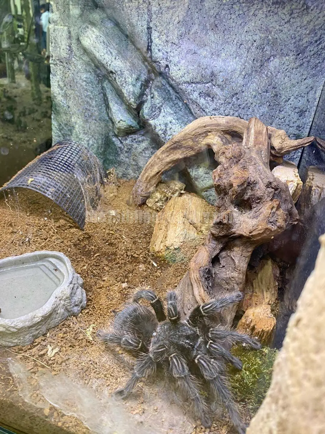 경남 의령 &amp;#39;의령 곤충생태학습관&amp;#39; (1층 &amp;#39;사막관&amp;#39;&amp;#44; &amp;#39;열대관&amp;#39;)